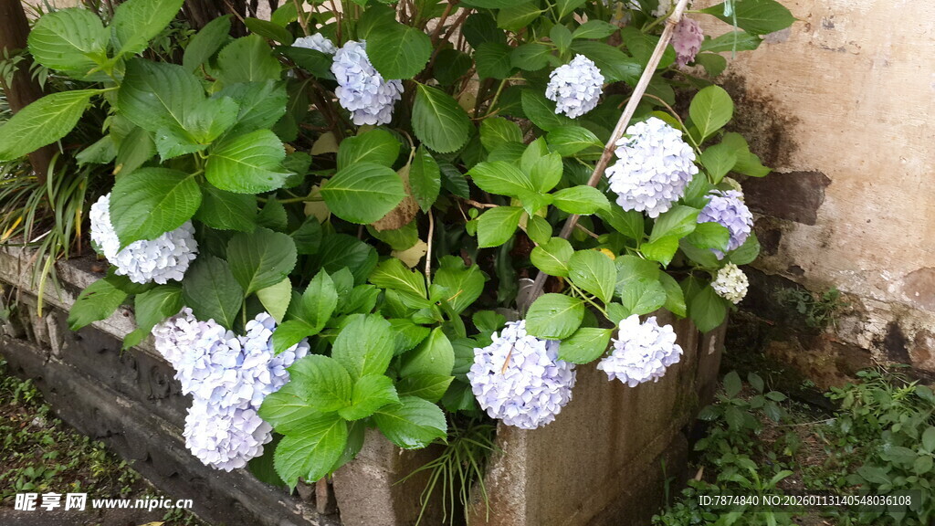 花盆中的白色绣球花