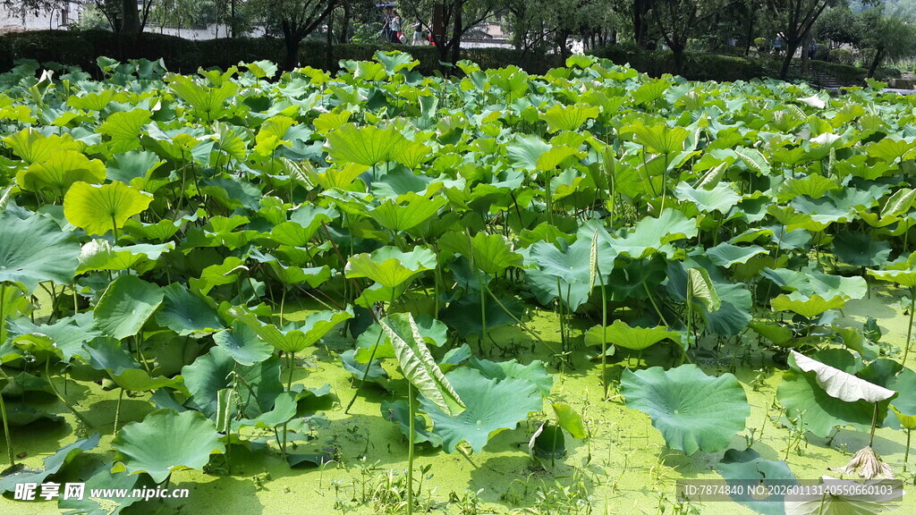 绿意盎然的蔬菜种植园
