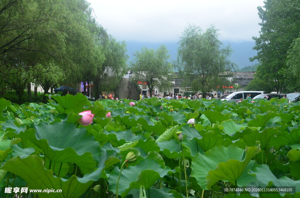 荷塘绿意 绽放娇艳荷花