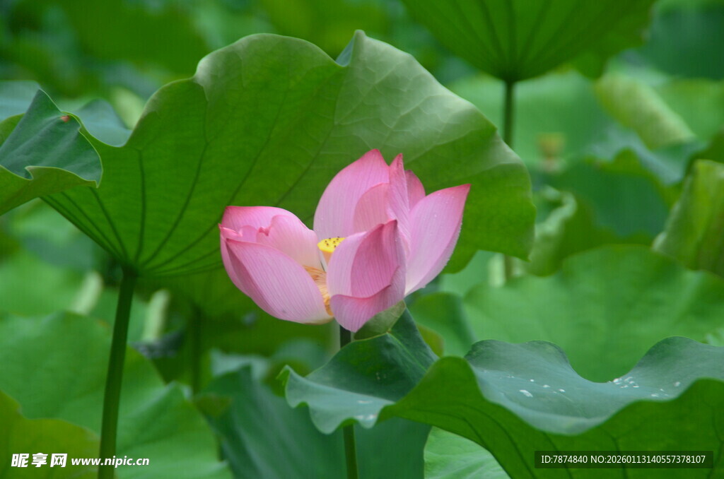 娇艳荷花绽放于绿叶间