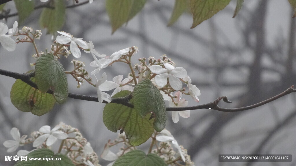 枝头覆雪的绿叶植物