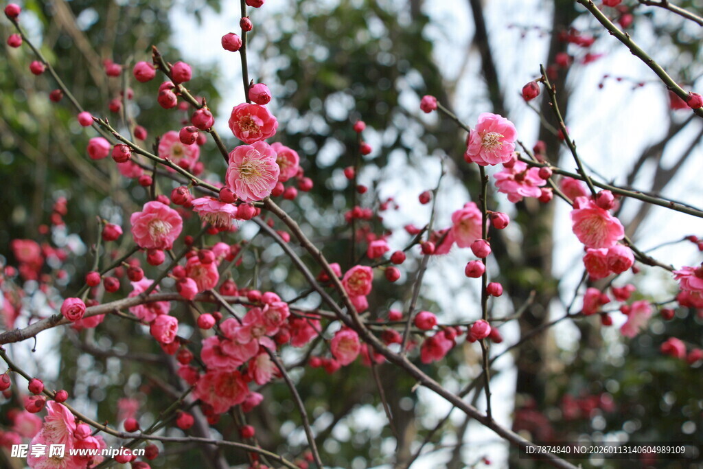 枝头绽放的艳丽红梅花