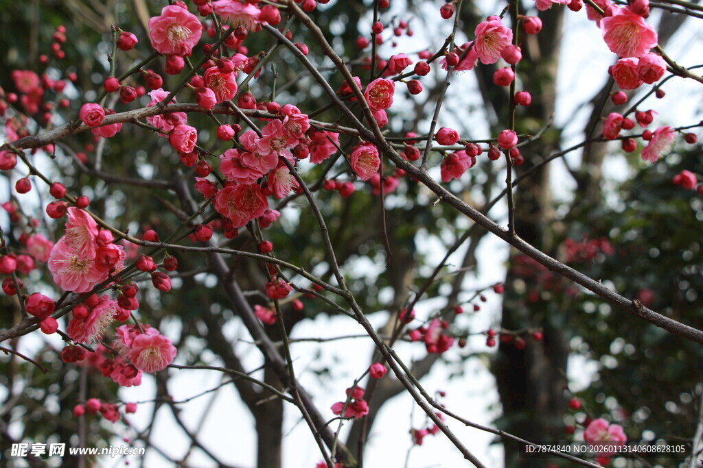 枝头绽放的艳丽红花朵