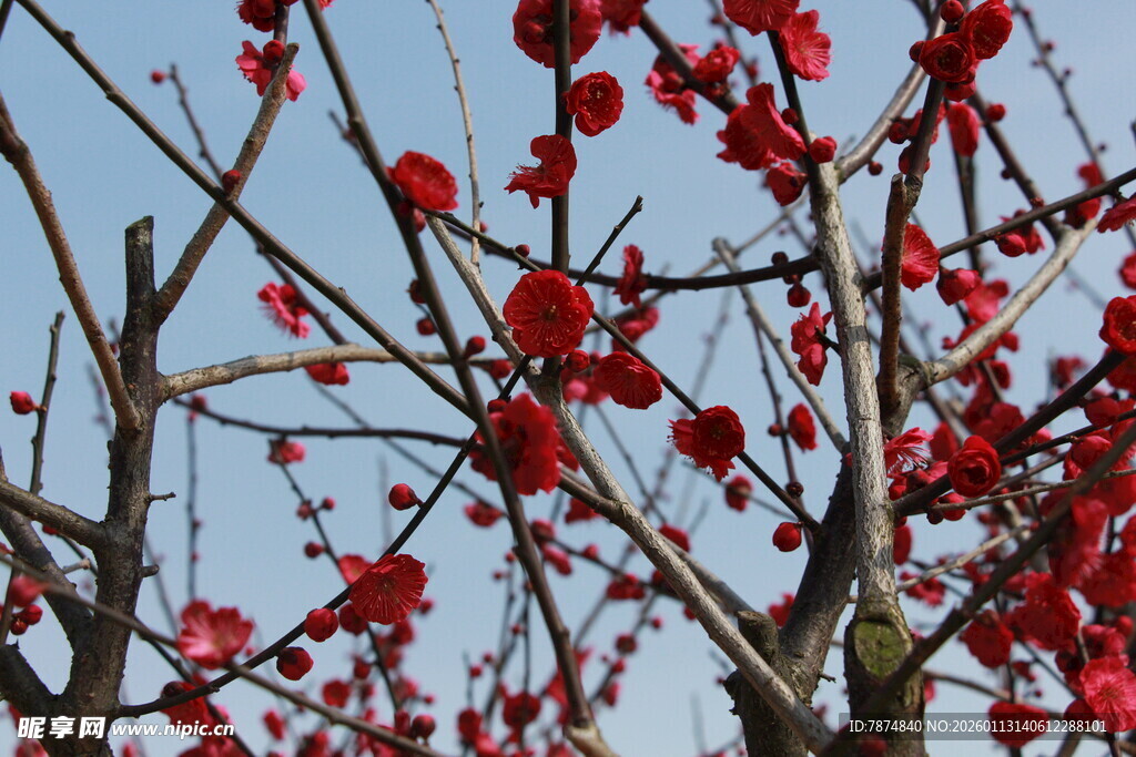 枝头红果映蓝天
