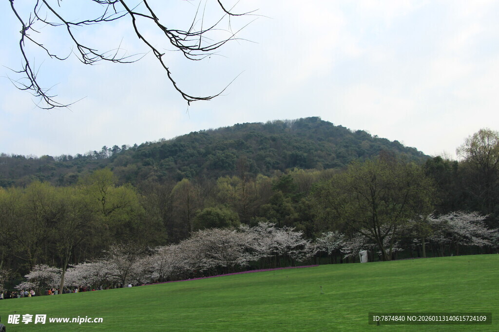 春日绿野山林美景