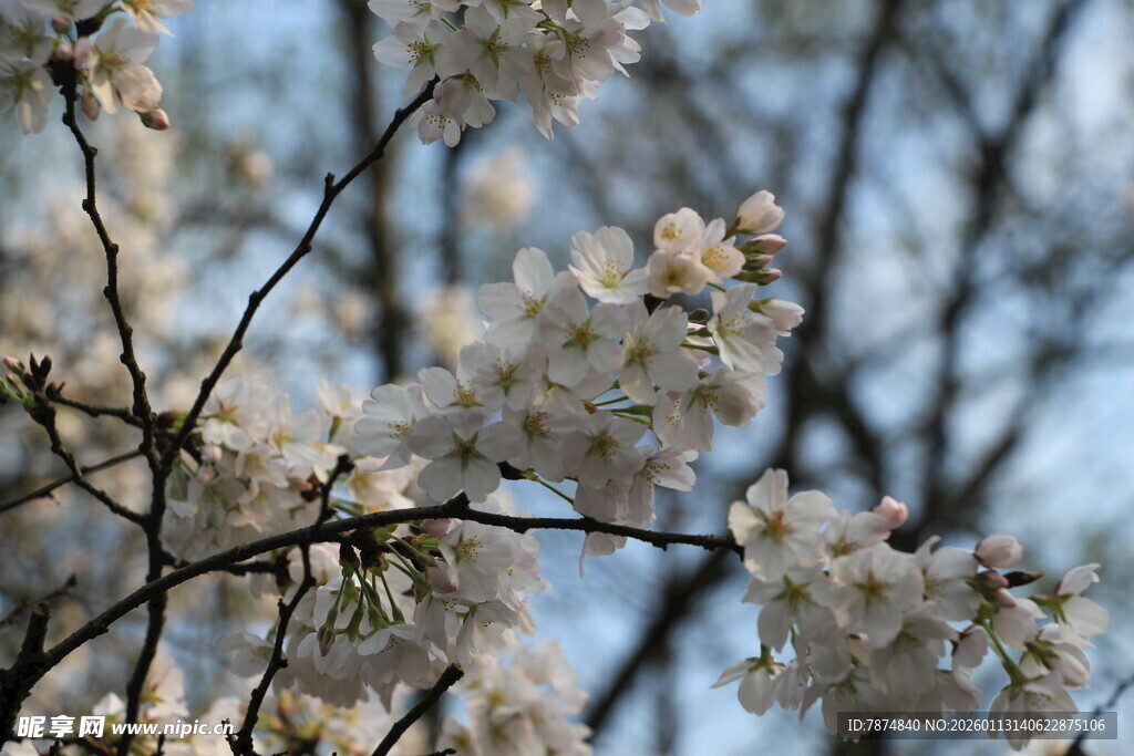 枝头绽放的美丽樱花