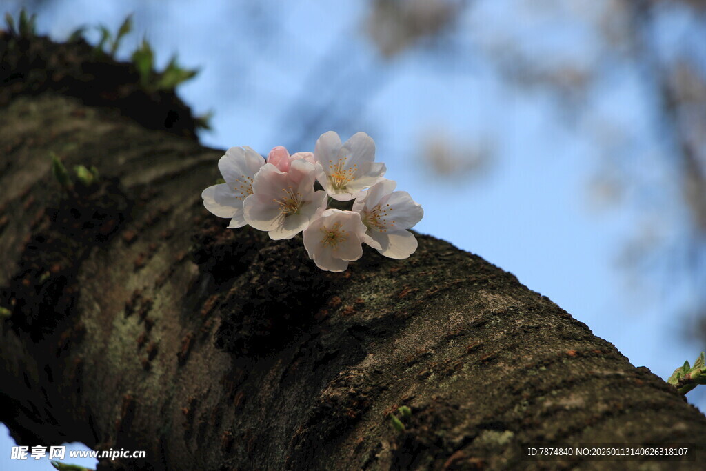 枝头绽放的粉嫩樱花