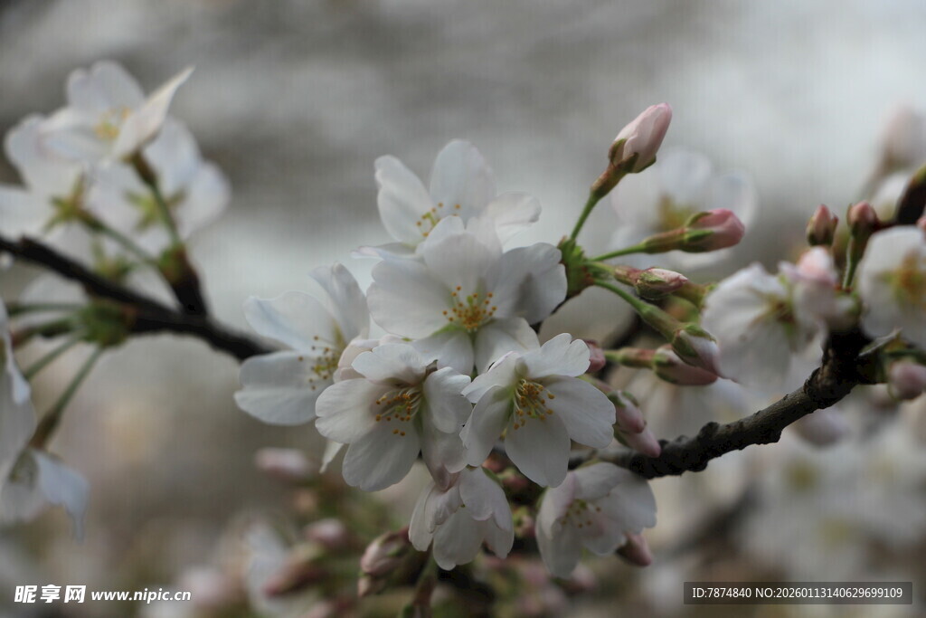 枝头绽放的洁白樱花
