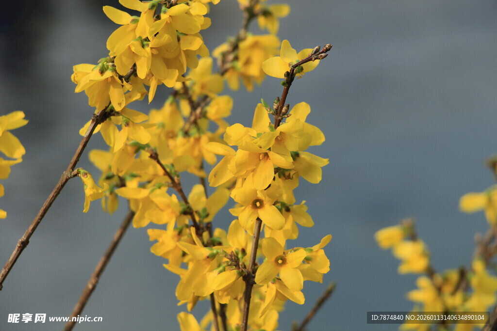 绽放的金黄迎春花