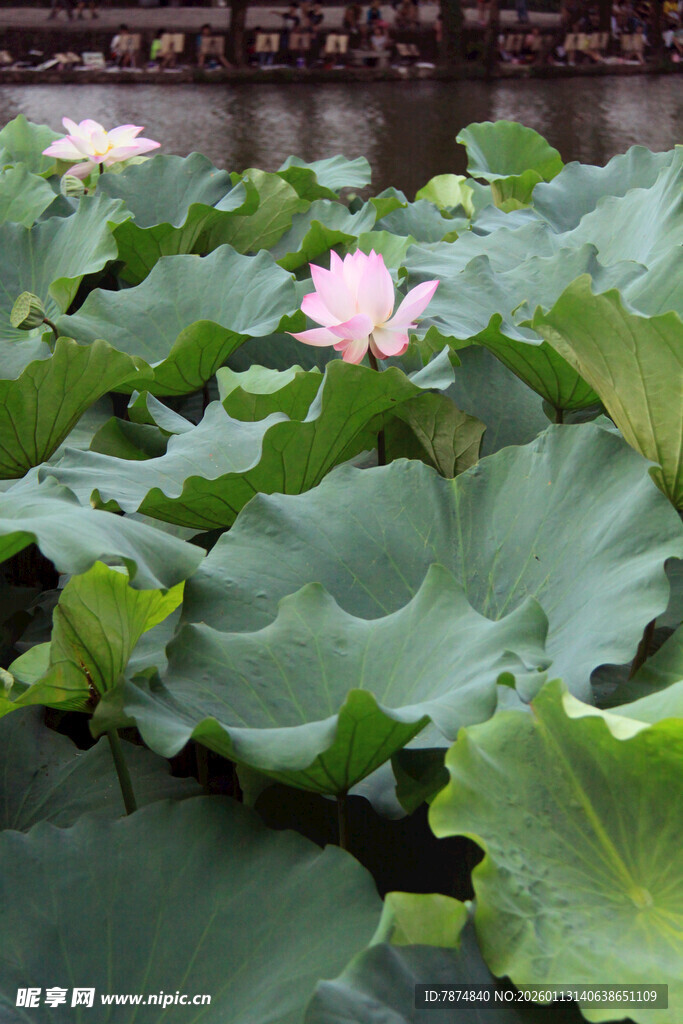 池塘中的盛开荷花与荷叶