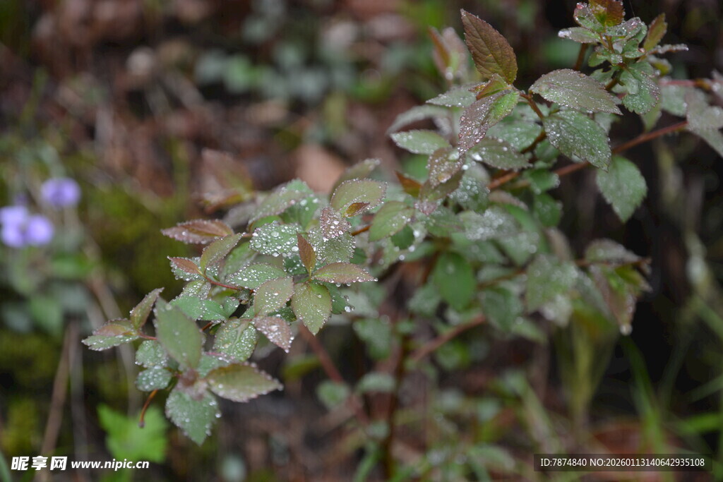 绿叶植物近景特写
