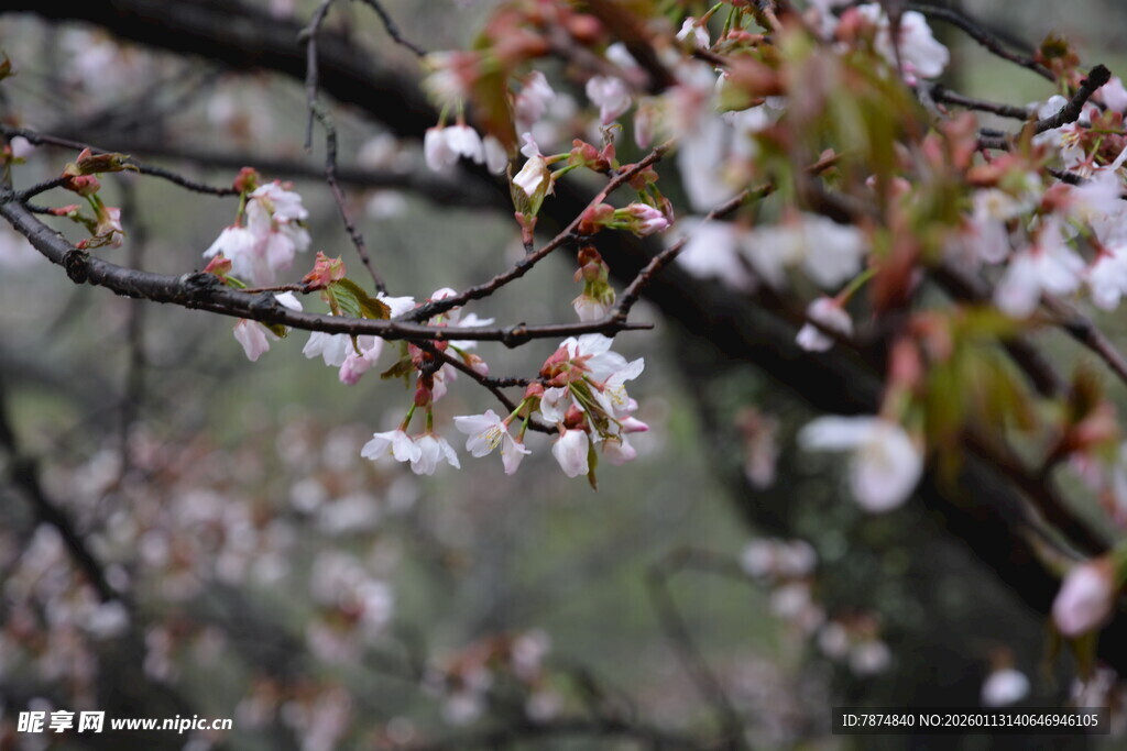 枝头绽放的粉嫩樱花