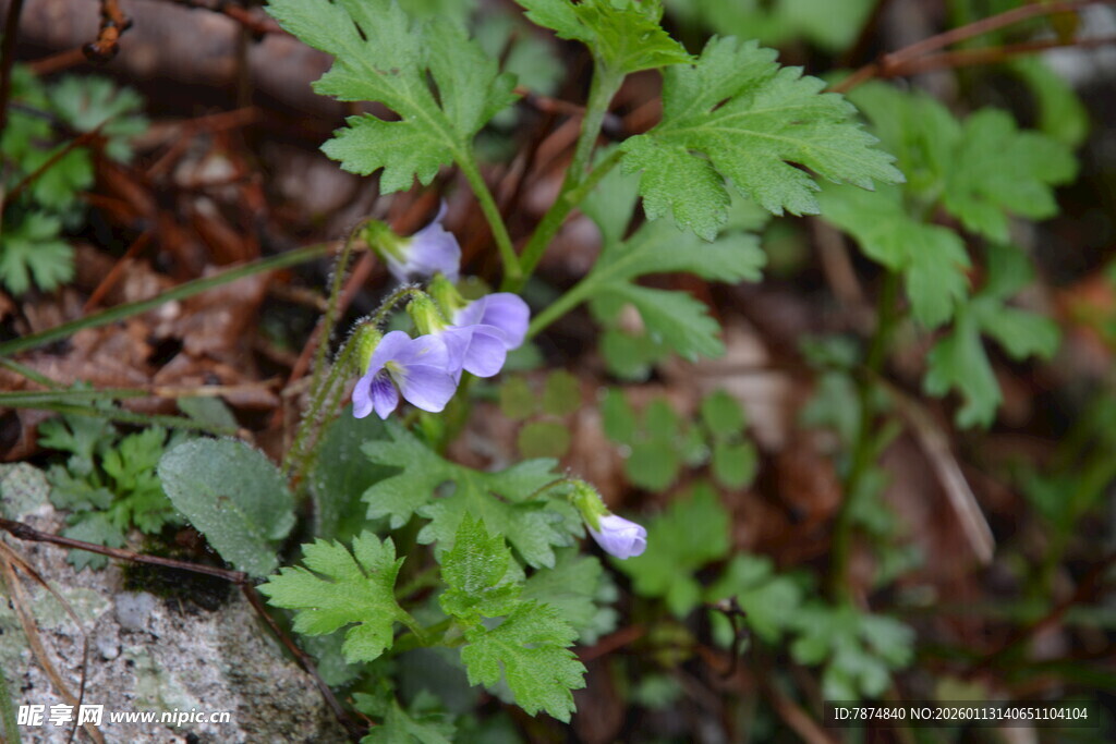岩石旁的紫色小花