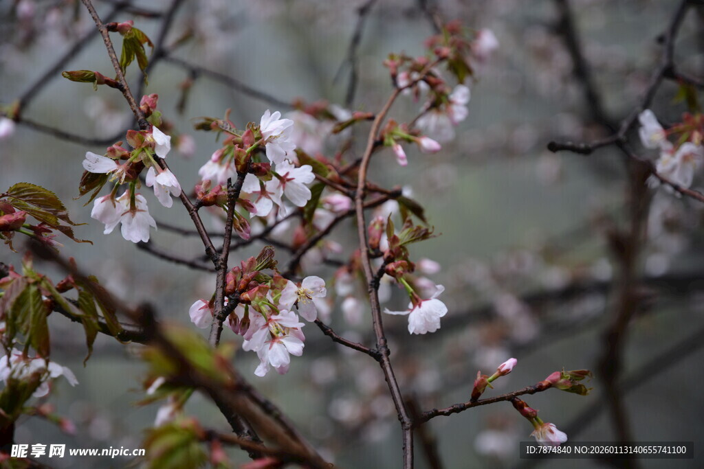 枝头绽放的粉嫩樱花