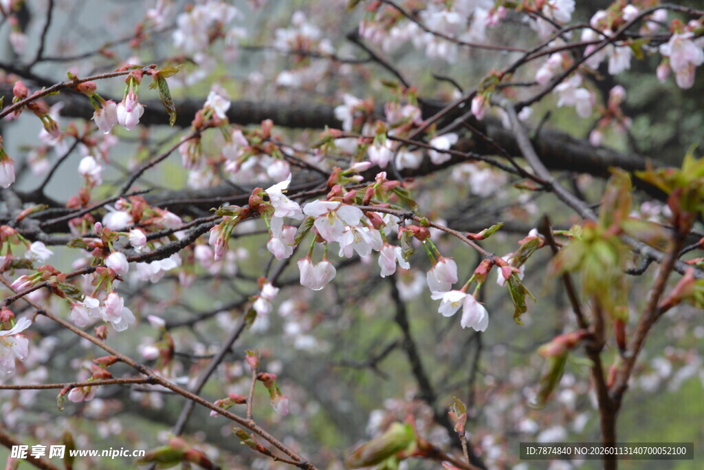 枝头绽放的粉嫩樱花