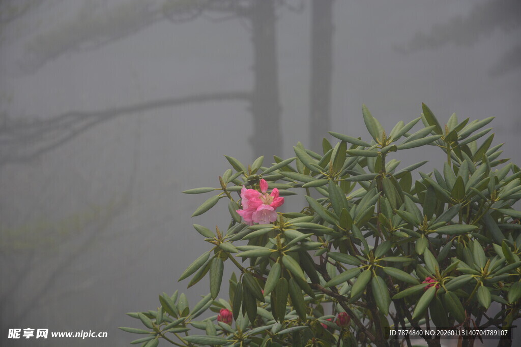 雾中绽放的娇艳粉色花朵