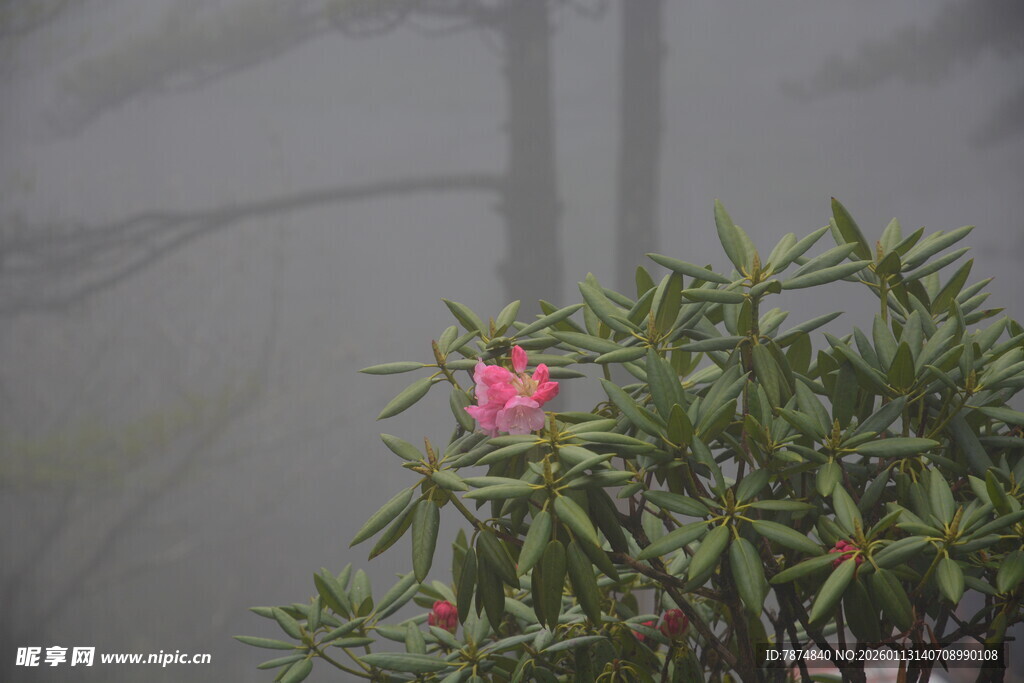 雾中绽放的娇艳粉色花朵