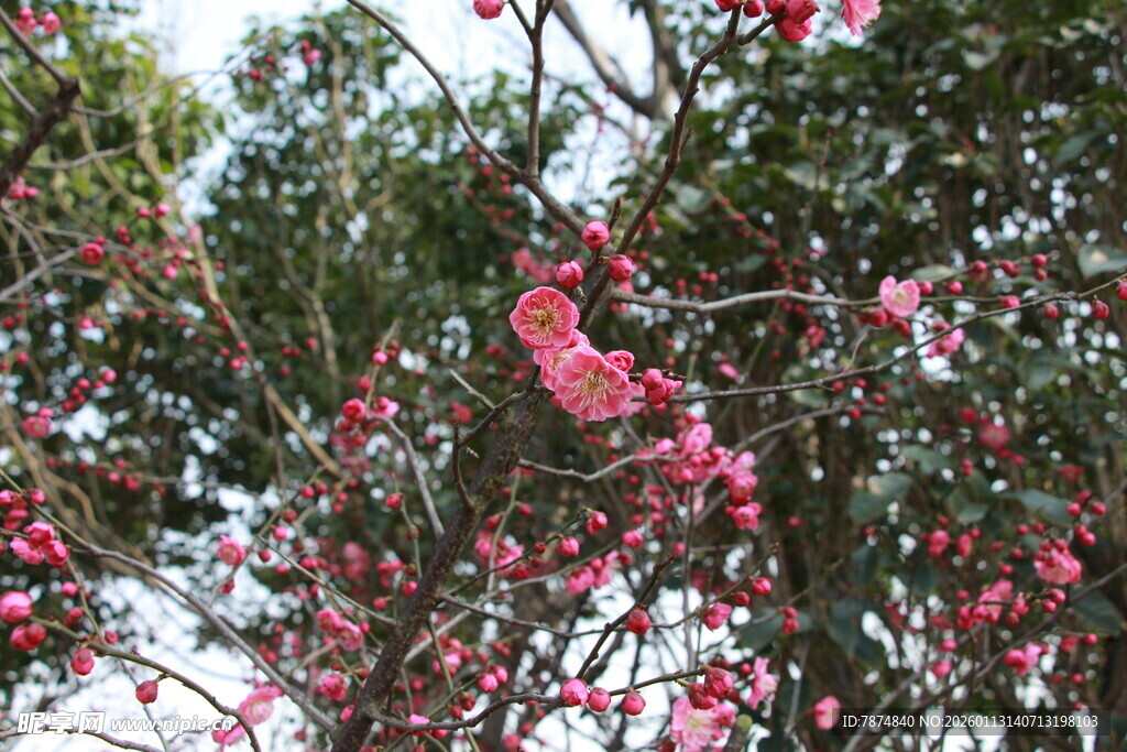 枝头绽放的娇艳粉色花朵