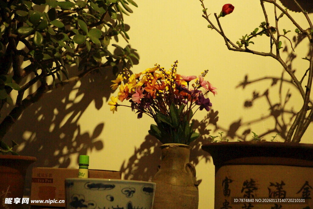 室内花卉盆栽景致