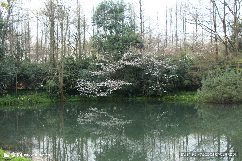 湖畔繁花映绿水