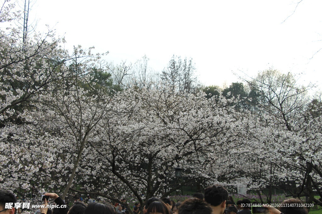 春日盛开的烂漫樱花树