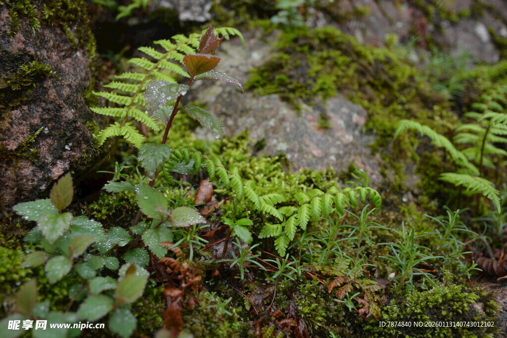 岩石上的蕨类与苔藓植物
