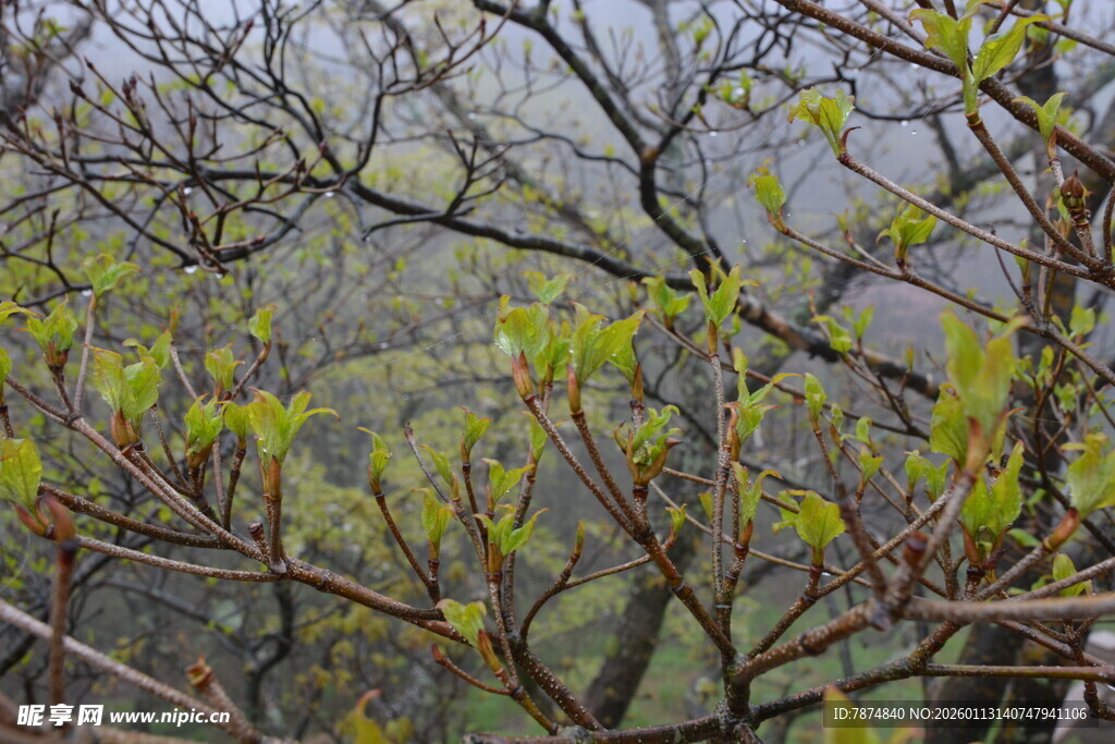 春日枝头新绿初绽