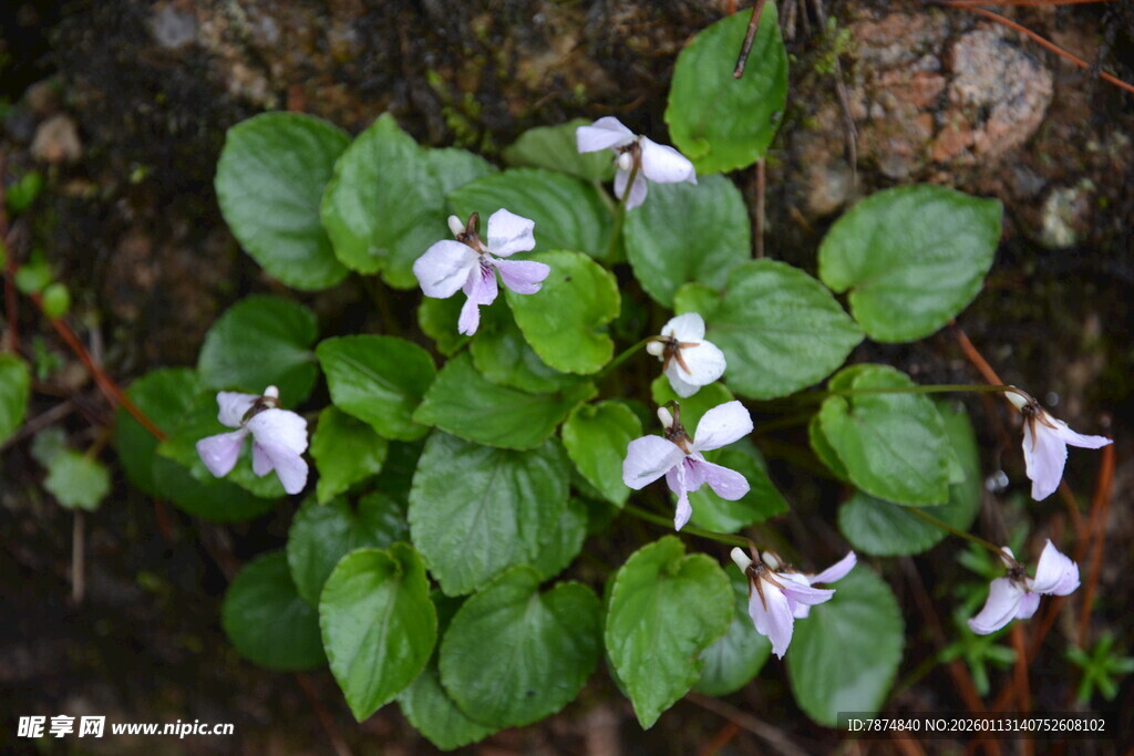 紫花绿叶的美丽地被植物