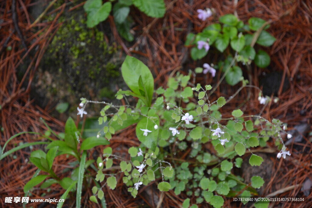林间小花小草生机盎然