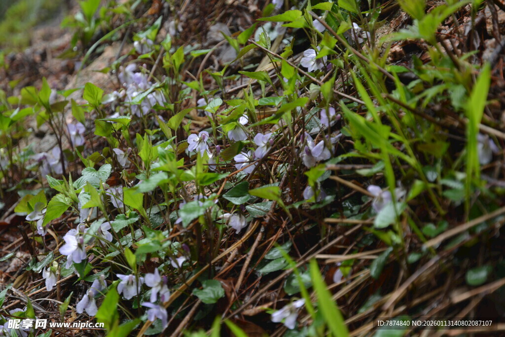 草丛中的紫色小花