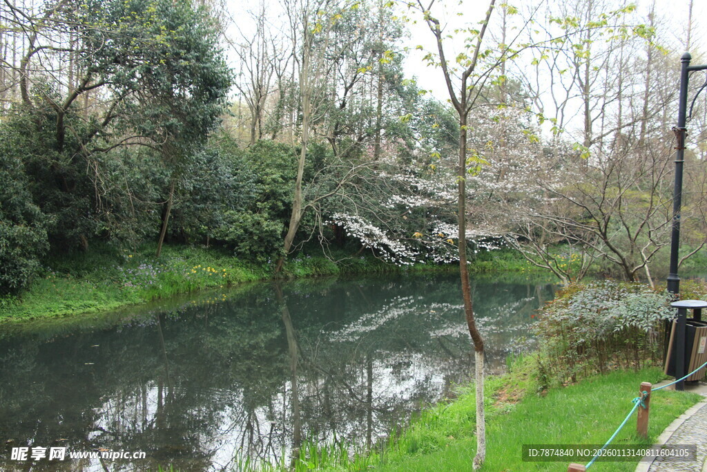 河畔绿树成荫的自然景致