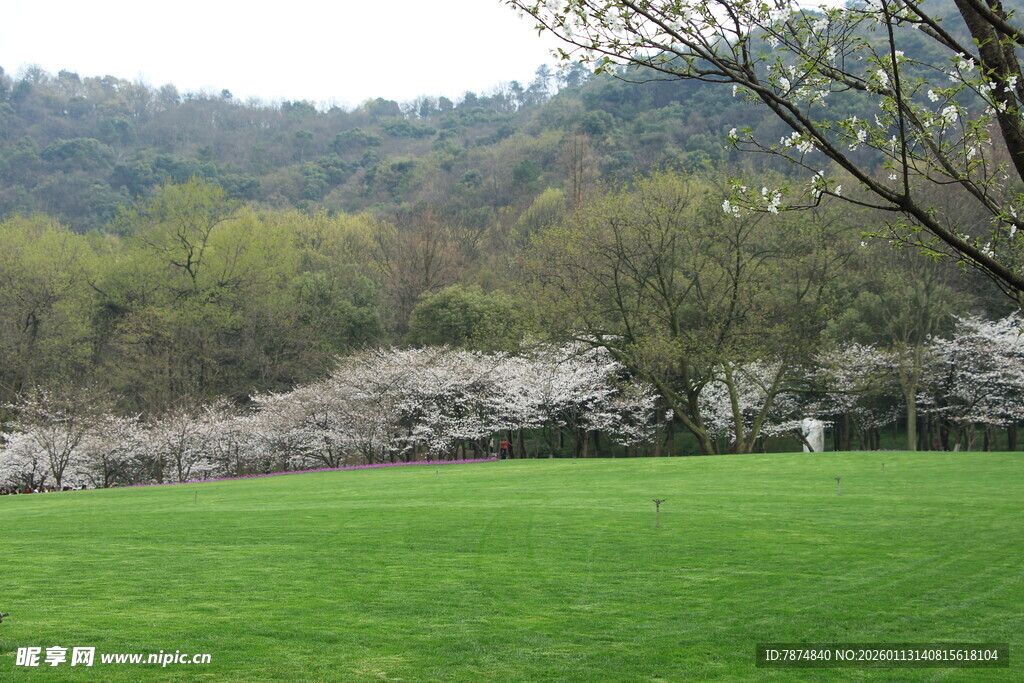 春日草地旁盛开的烂漫樱花