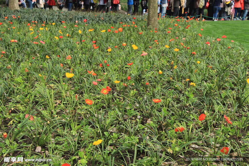 多彩花丛吸引众多人群