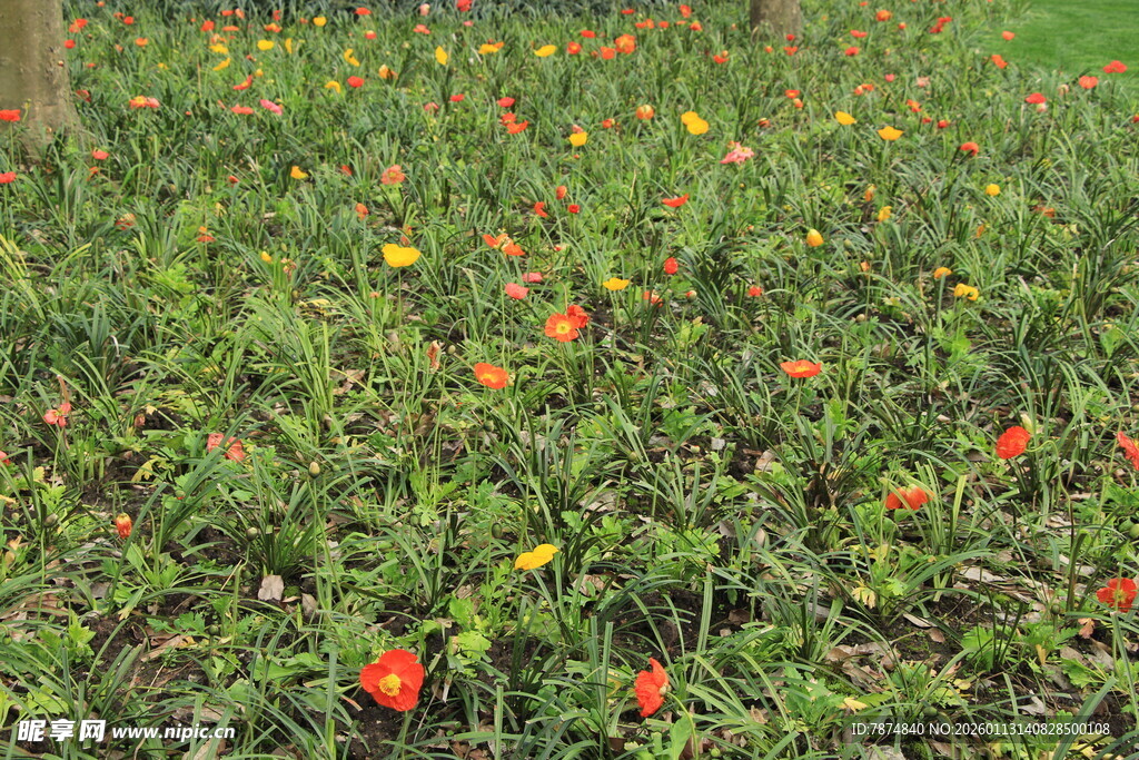 多彩花丛绽放生机