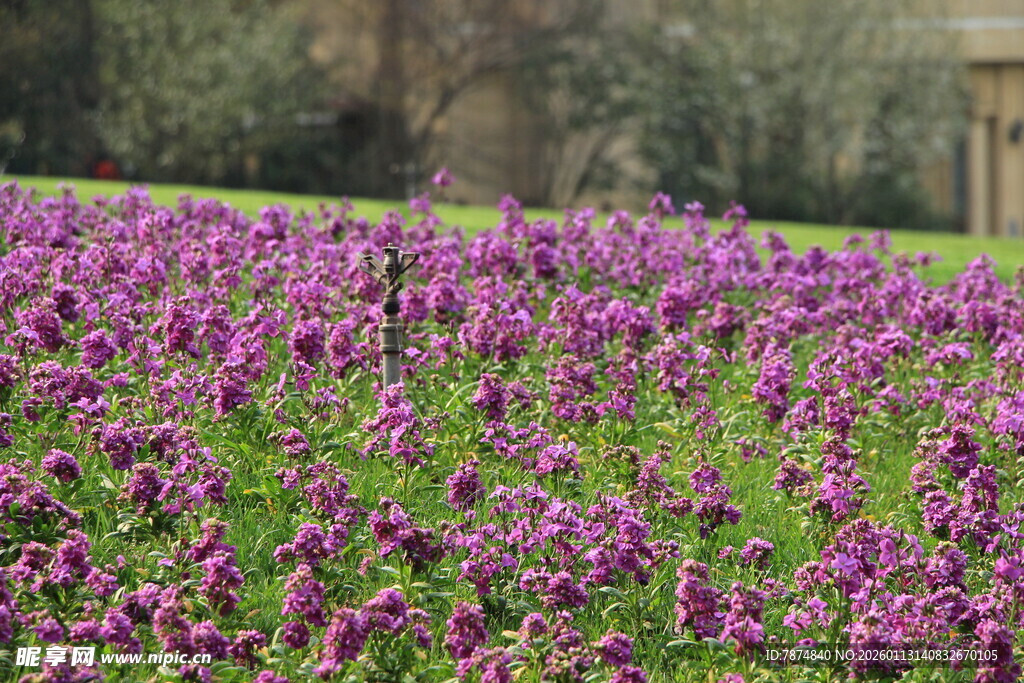 紫色花海绽放迷人景致