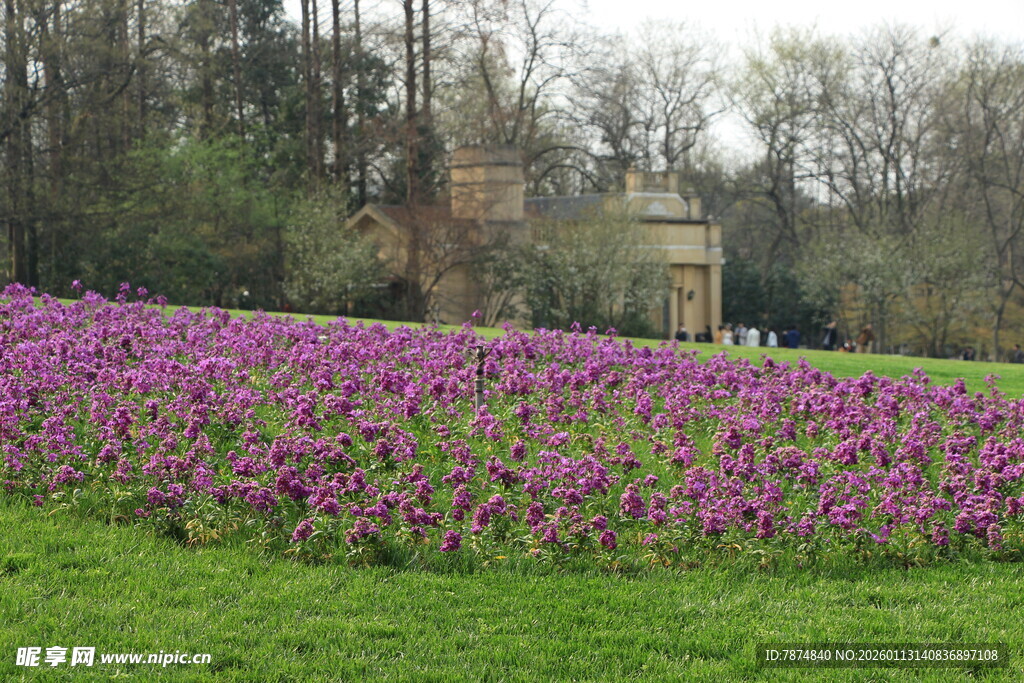 紫色花海中的林间小屋