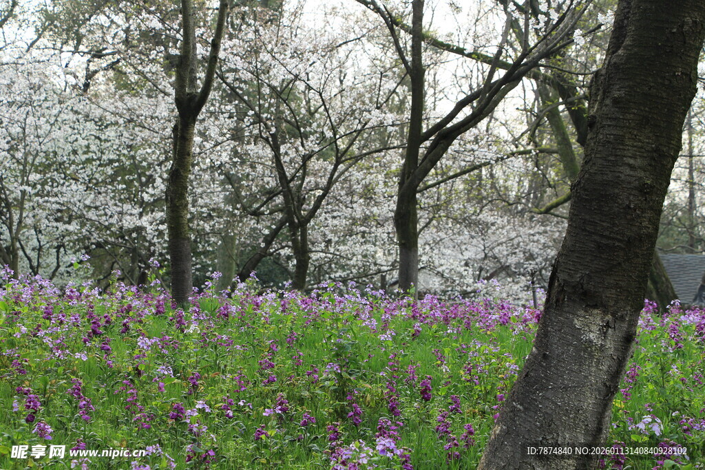 春日繁花树林美景