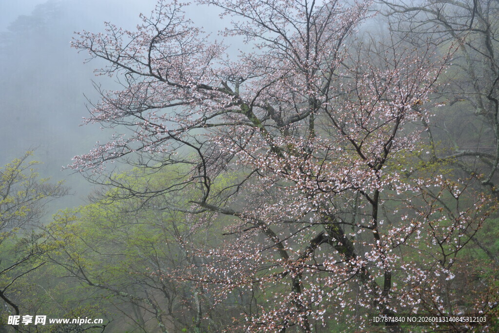 雾中绽放的粉嫩樱花树