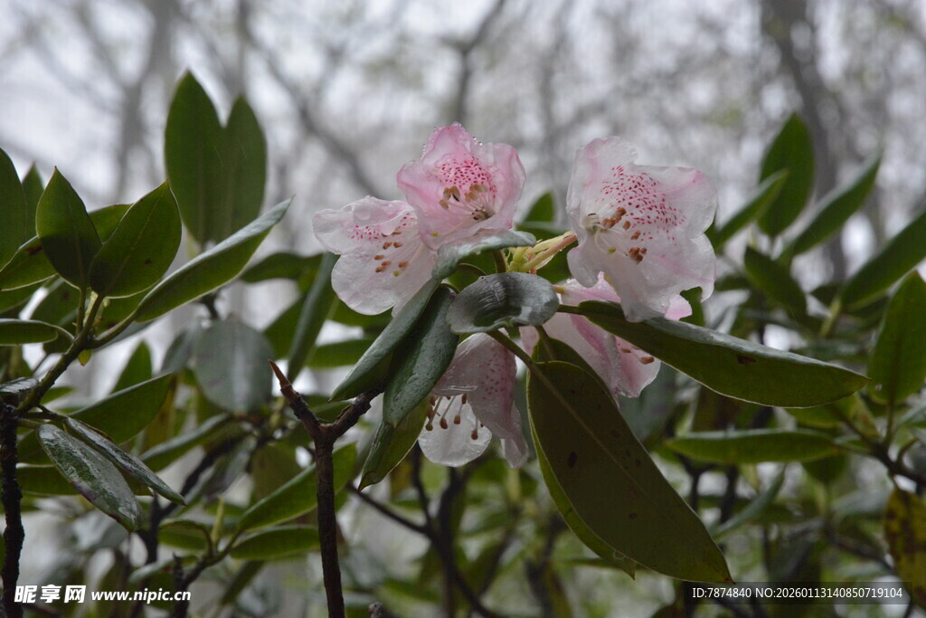 枝头绽放的粉嫩杜鹃花