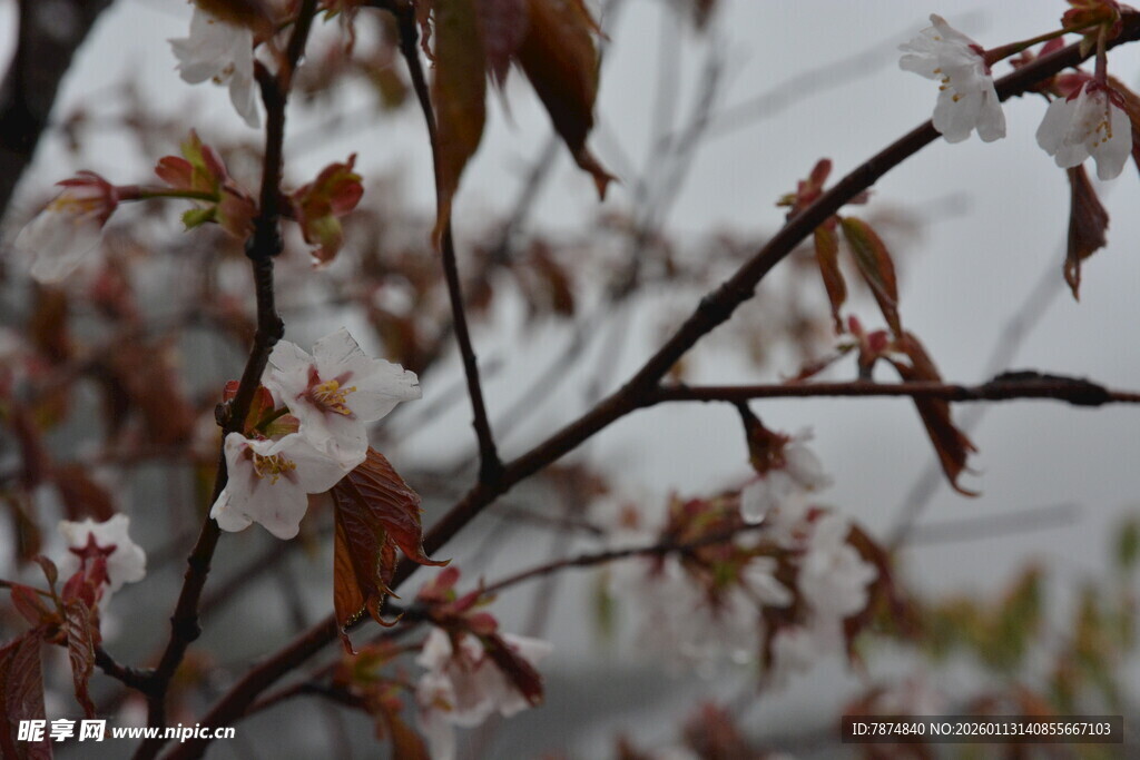 枝头残叶伴新花
