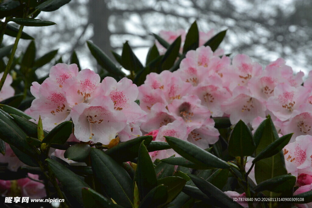 盛开的粉色杜鹃花