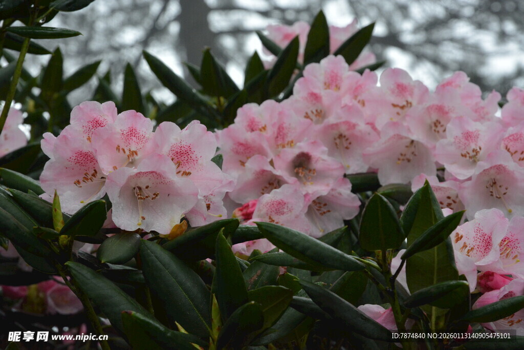 盛开的粉色杜鹃花