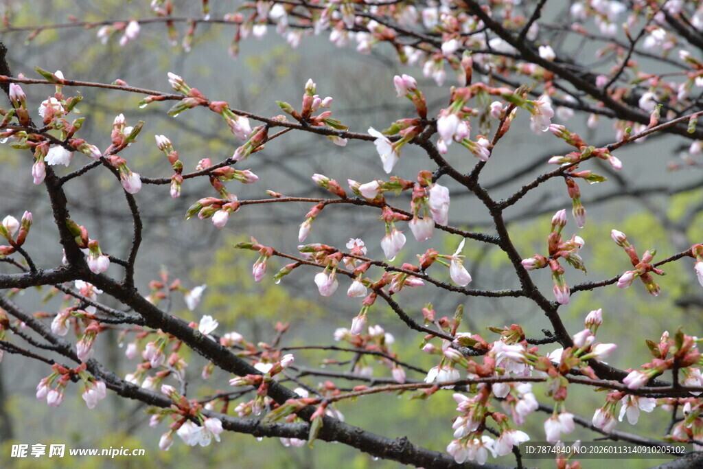 枝头绽放的粉嫩花朵