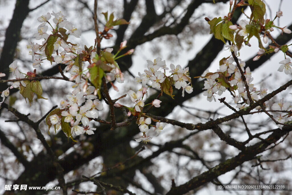 枝头新绿伴繁花