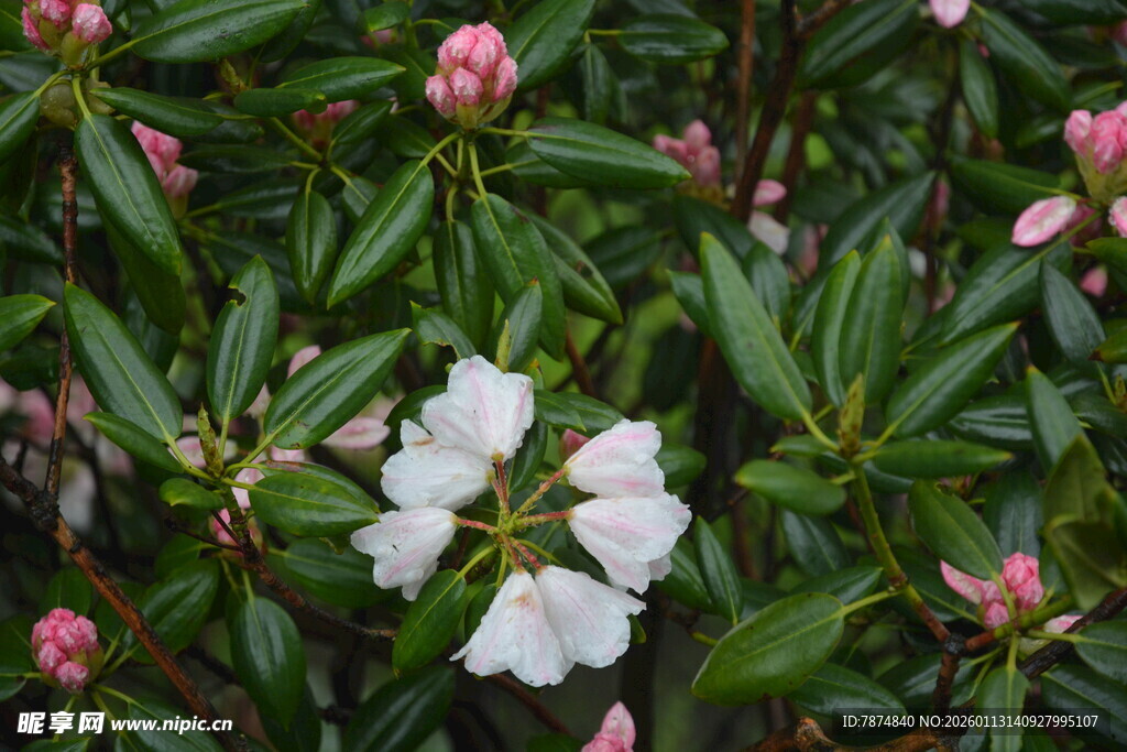 绿叶间绽放的白色花朵
