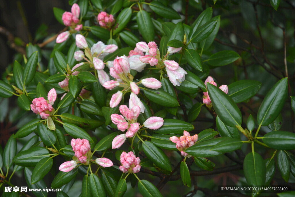 粉色小花绽放绿叶间