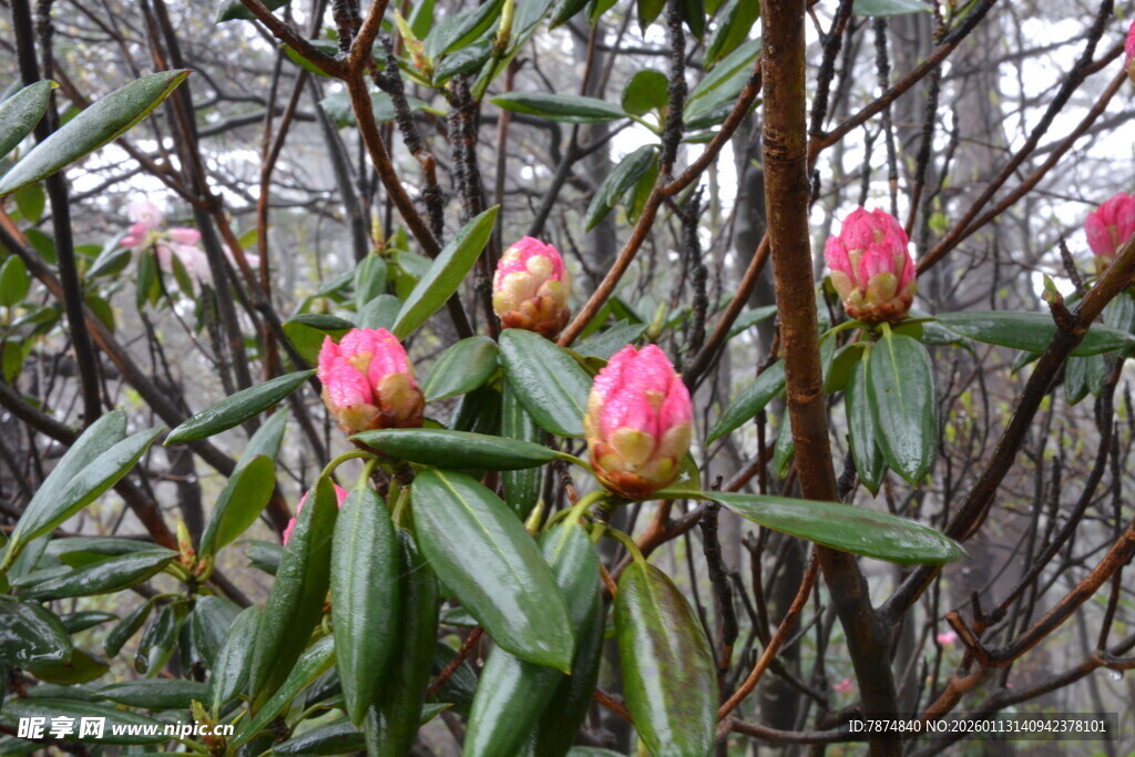 枝头绽放的粉嫩杜鹃花