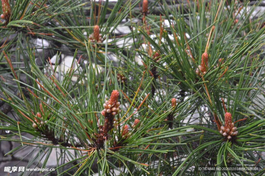 松树枝上的新生松果