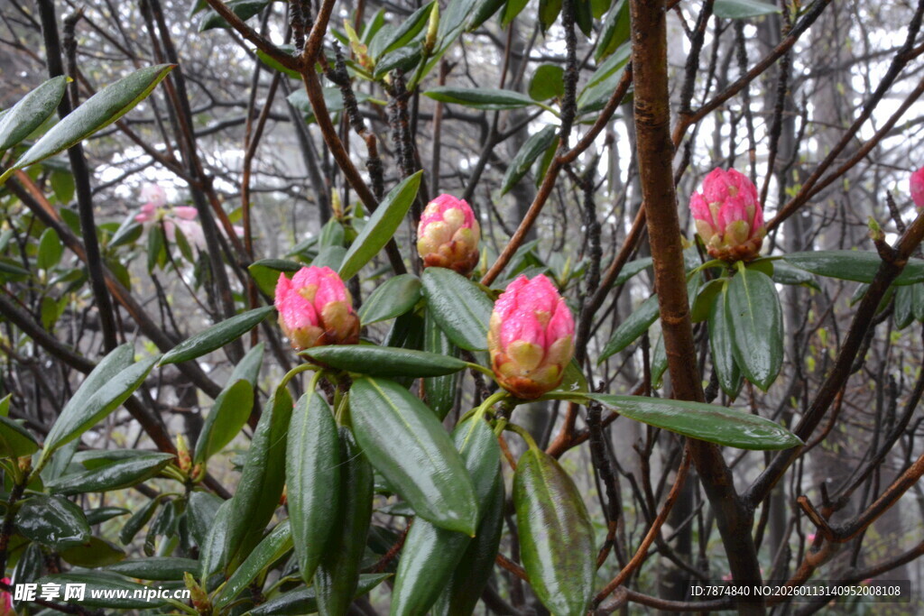 枝头绽放的娇艳粉色花朵