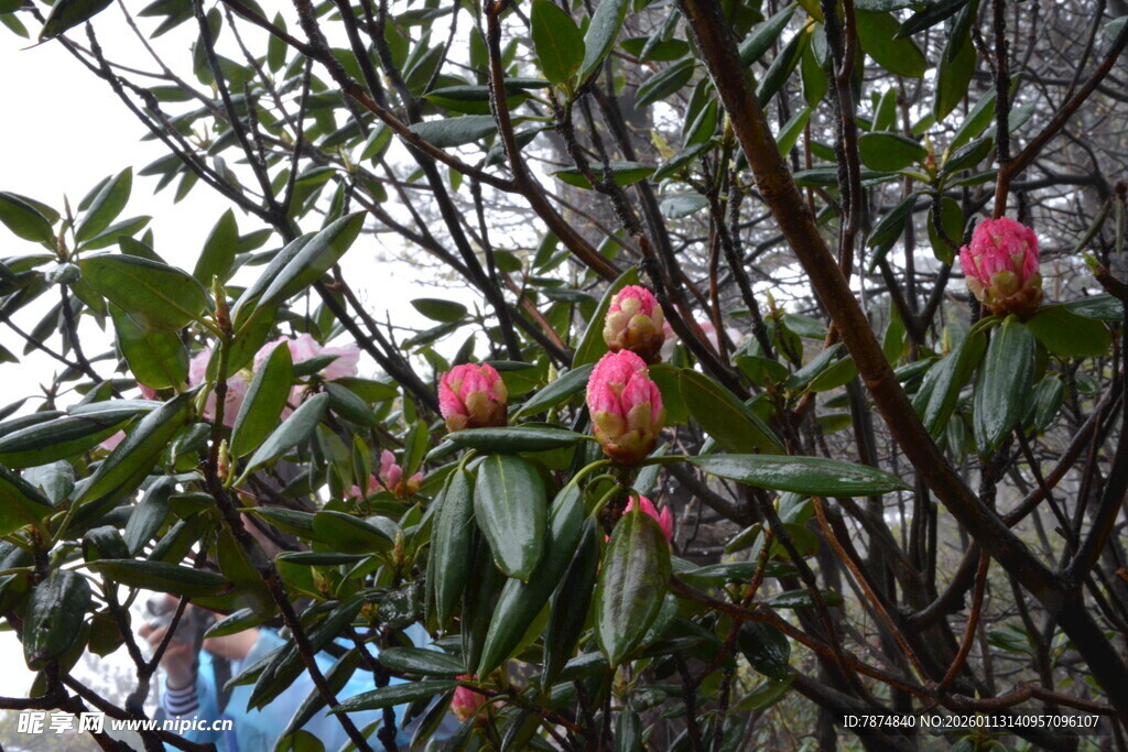 枝头绽放的娇艳粉色茶花
